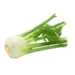 Fenikel