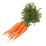 Mrkva
