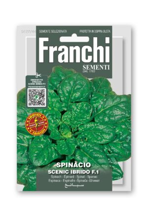 Špenát - SCENIC F1 je silná rastlina s doboru produkciou, vhodná na jarný a jesenný zber. Listy sú hrubé intnenzívnej zelenej farby.