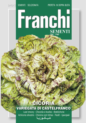 Čakanka Variegata di Castelfranco