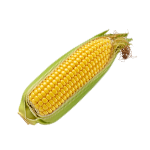 Kukurica