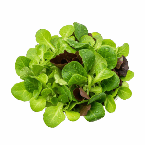 Valeriánka
